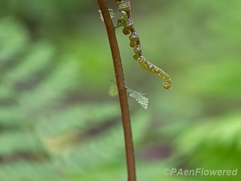 Opening frond
